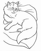 Coloring Cat Pages Printable Kids sketch template