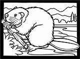 Coloring Beaver Pages Beavers Clipart Colouring Dam Printable Canadian Animals Building Kids Drawing Wildlife Color Wood Print Book Cliparts Google sketch template