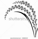 Paddy Plant Pluspng sketch template