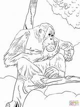 Orangutan Coloring Bornean Designlooter sketch template