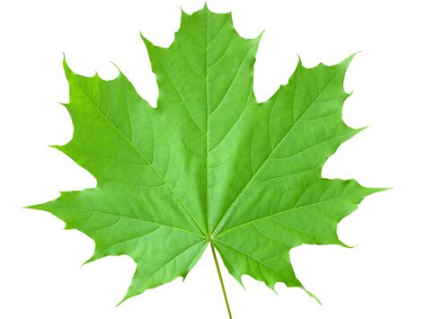 scientists create artificial leaf wwwbioquicknewscom