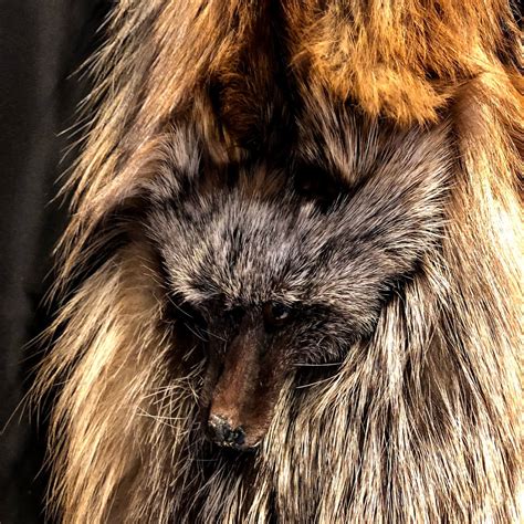 coyote cropped fur coat