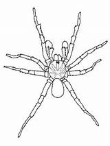 Spider Trapdoor Aranhas Ausmalbild Widow Spinne Ausmalbilder Trichternetzspinne Supercoloring Spinnen Ausdrucken Zeichnung sketch template