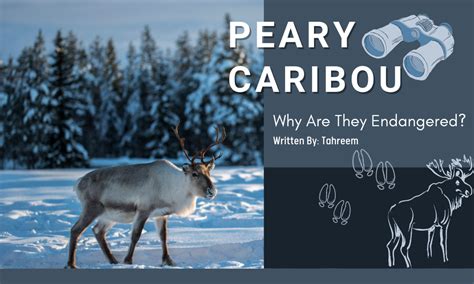 peary caribou    endangered youth  food systems