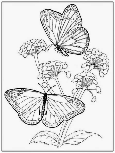 butterfly  flower coloring pages  adults coloring pages