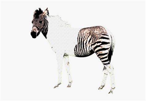 zebra  stripes png transparent png kindpng