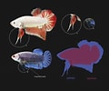 Afbeeldingsresultaten voor Pseudophichthys splendens Anatomie. Grootte: 120 x 100. Bron: www.nanofish.cz