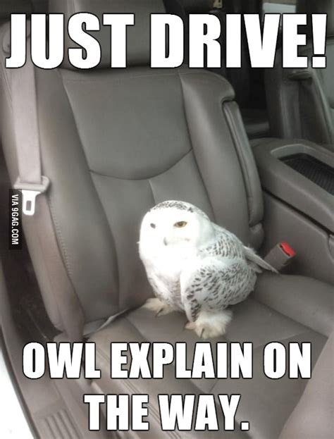 i don t give a hoot hoot hoot who you are you ll drive this car 9gag