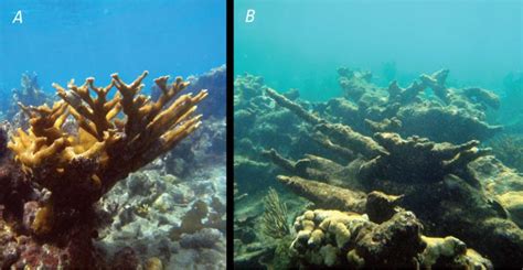 Ocean Acidification Causes And Effects Theblot