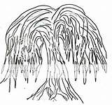 Willow Tree Easy Coloring Template sketch template