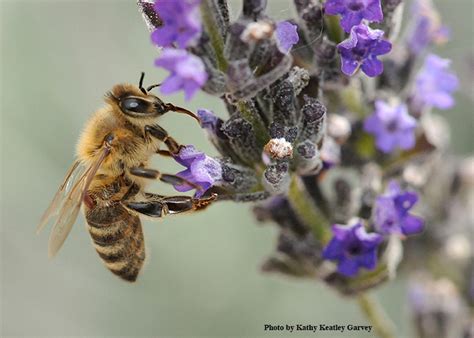 Upcoming Uc Davis Bee Course How To Manage Varroa Mites Entomology