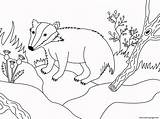 Coloring Badger Pages Animal Simple Printable sketch template