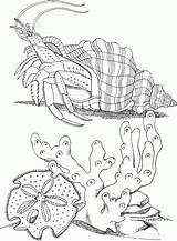 Coloring Kolorowanki Horseshoe Crab Pustelnik Dzieci sketch template