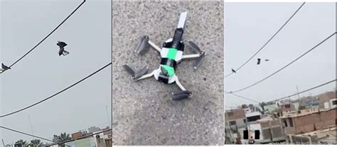video shows  peruvian  drone rescuing  sol pigeon
