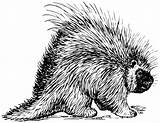 Porcupine Landak Hewan Ystervark Animasi Paar Rumput I2clipart 1030 sketch template