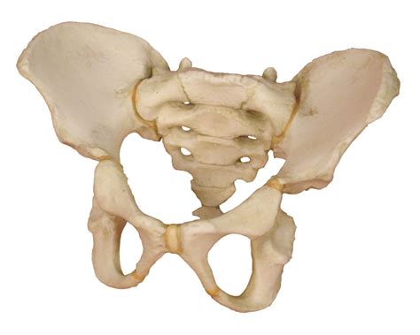 anatomisches modell becken eines  jaehrigen kindes beckenmodell