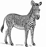 Zebra Kids sketch template