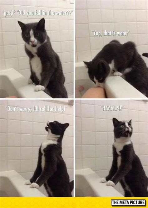 internets  asked questions funny cat pictures funny animal