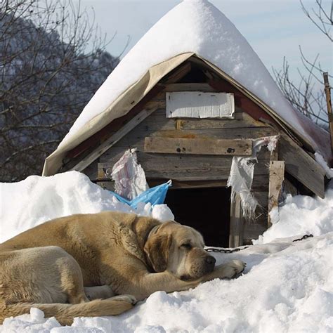 dog house warm houses