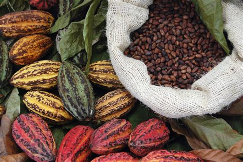 ivory coast seeks  cut cocoa bean crop    food business news