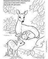 Coloring Pages Deer Animal Animals Printable Color Kids Deers Colorear Para sketch template