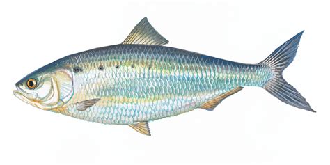 scdnr fish species american shad