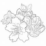 Illustratio Nut Blossoms Fiore Coloritura Mandorla Dado sketch template