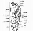 足の構造 に対する画像結果.サイズ: 111 x 106。ソース: sei-tai.jp