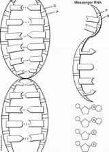 Rna Nucleotides Long Dna Template Biologycorner Sketch Coloring sketch template