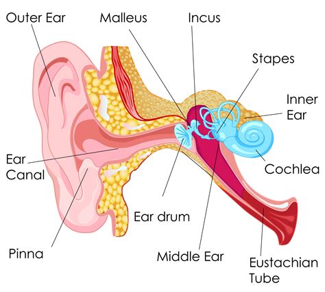 recurrent ear infections  glue ear  children