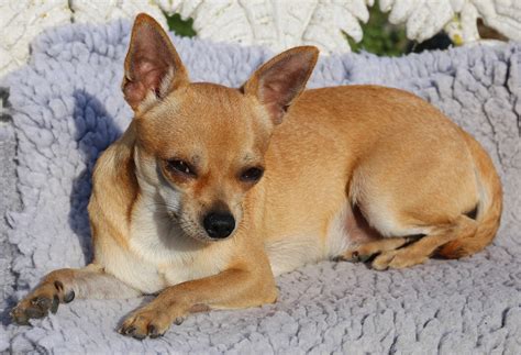 tan smooth chihuahua  image peakpx