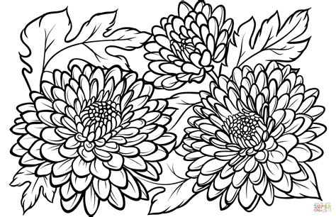 chrysanthemum coloring page  printable coloring pages