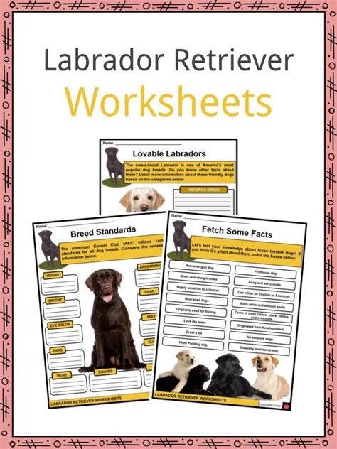 labrador retriever facts worksheets history appearance  kids