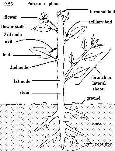 parts   flowering plant diagram  kids
