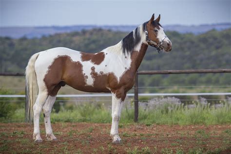 stallion geldings uniquine quarter horse stud tiegerpoort