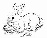 Coloring Rabbit Kids Pages Printable Beautiful Animals sketch template