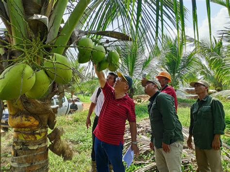 mengenal asal usul tanaman kelapa mediatani