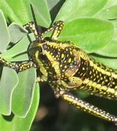 Image result for "pseudochirella Pustulifera". Size: 165 x 185. Source: www.whatsthatbug.com