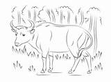 Banteng Coloring Pages Printable Drawing Categories sketch template