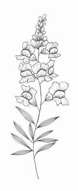 Snapdragon Drawing Flower Snapdragons Coloring Sketch Tattoo Drawings Illustration Dragon Snap Tattoos Flowers Botanical Paintingvalley Designlooter Grow Final Chest 580px sketch template