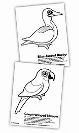 Coloring Footed Blue Booby Designlooter 3kb sketch template