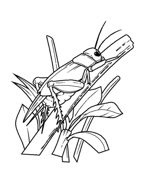 cricket insects kids coloring pages