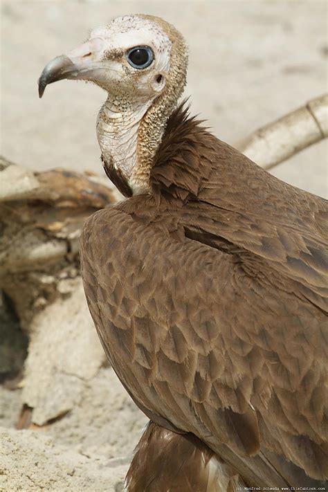vulture google hd images