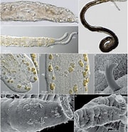 Afbeeldingsresultaten voor "protodriloides Symbioticus". Grootte: 180 x 185. Bron: www.researchgate.net
