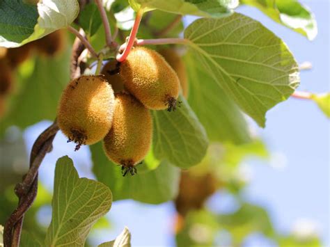 Growing Exotic Fruit Trees In The Uk Saga