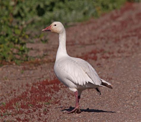 pictures  information  snow goose