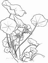 Nasturtium Coloring Pages Flowers Tropaeolum Majus Drawing Garden Printable Flower Supercoloring Drawings Adult Outline Para Colorear Floral Dibujo 49kb 480px sketch template