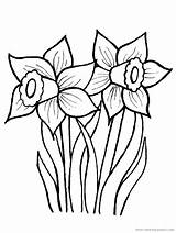 Ausmalen Obrázky Květin Narcis Narzissen Vytisknutí Narcisy Tulipány sketch template