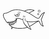 Shark Coloring Toothy Colorear Coloringcrew sketch template