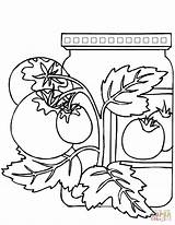 Tomate Colorir Colorironline Marmellata Barattolo Binks Legumes Vidro Tomates Imprimir Pomodori Vasetto Asd Source sketch template